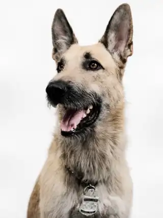 Historical portrait of U.S. Border Patrol canine Barco