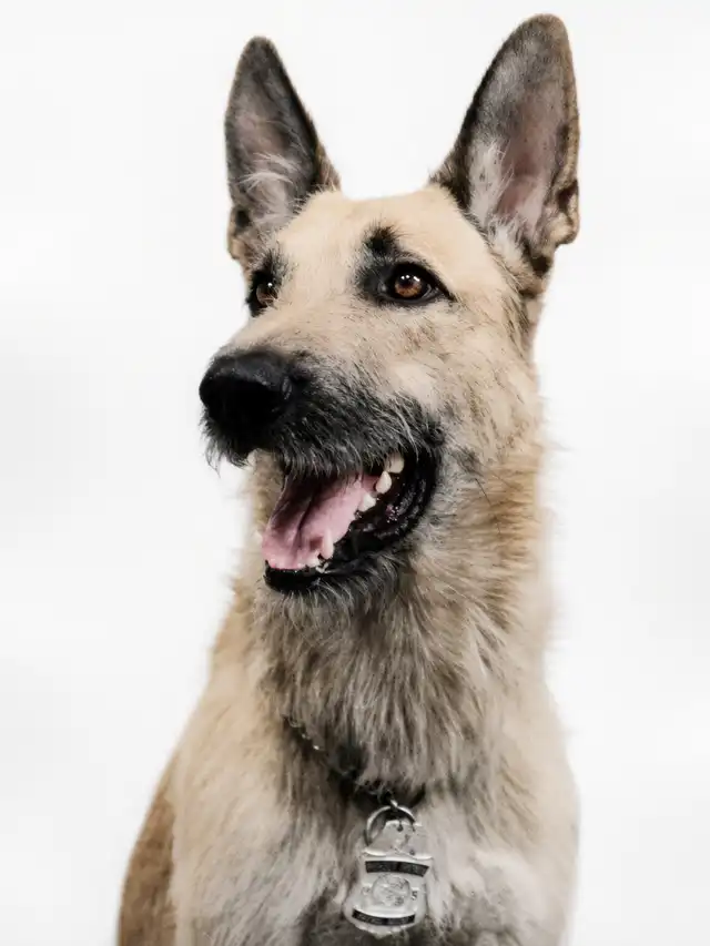 Historical studio portrait of U.S. Border Patrol canine Barco
