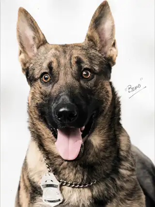 Historical portrait of U.S. Border Patrol canine Benno