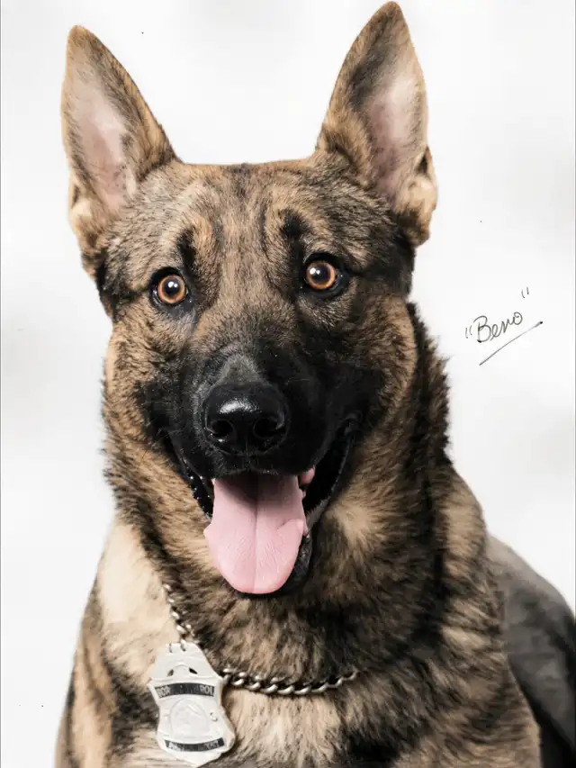 Historical studio portrait of U.S. Border Patrol canine Benno, signed Beno