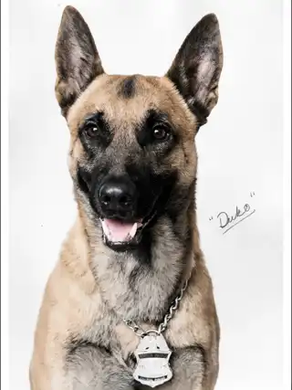 Historical portrait of U.S. Border Patrol canine Duko
