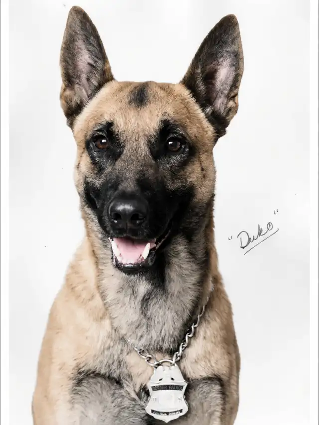 Historical studio portrait of U.S. Border Patrol canine Duko