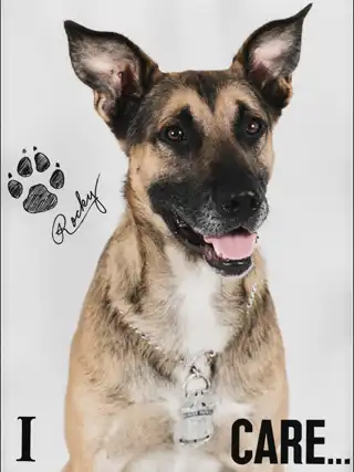 Historical portrait of U.S. Border Patrol canine Rocky
