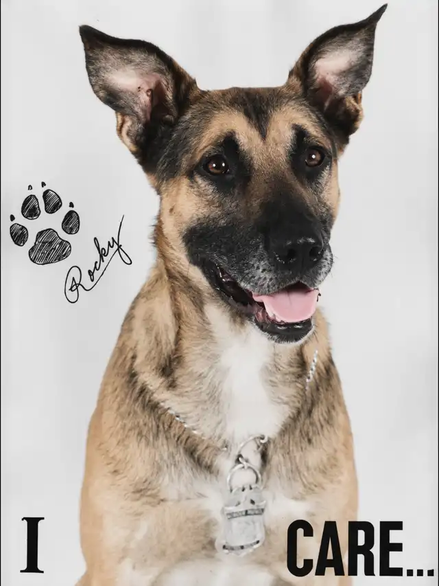 Historical I CARE public-awareness portrait of U.S. Border Patrol canine Rocky